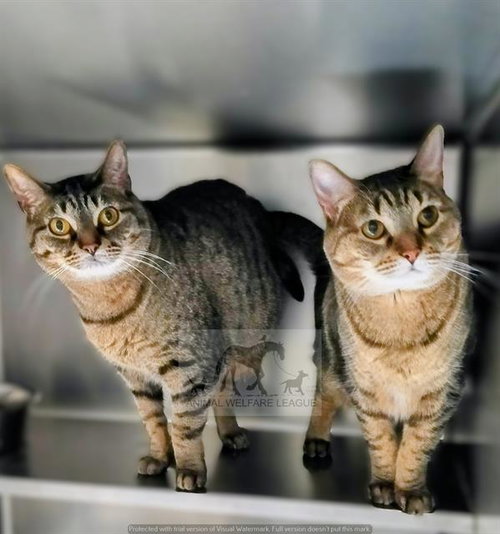 KALISTA, Adult Domestic Short Hair (medium coat), cat for adoption in Orland Park, Illinois