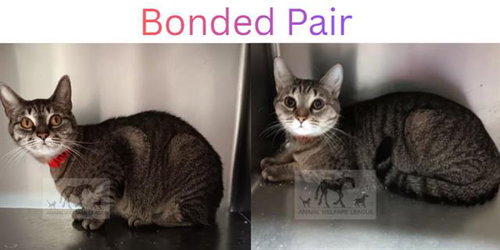 ELARA, Adult Domestic Short Hair (medium coat), cat for adoption in Orland Park, Illinois