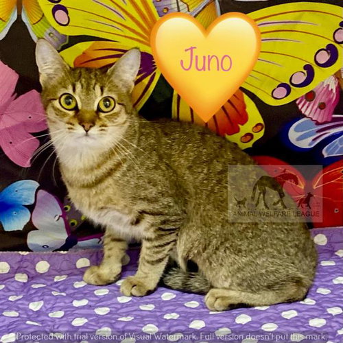 JUNO, Adult Domestic Short Hair (medium coat), cat for adoption in Orland Park, Illinois