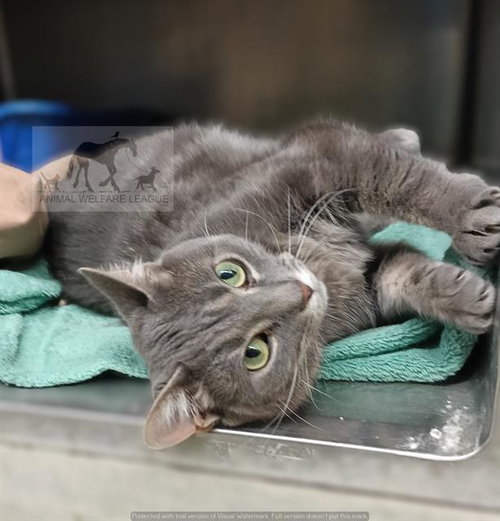 BETSY, Adult Domestic Short Hair (medium coat), cat for adoption in Orland Park, Illinois