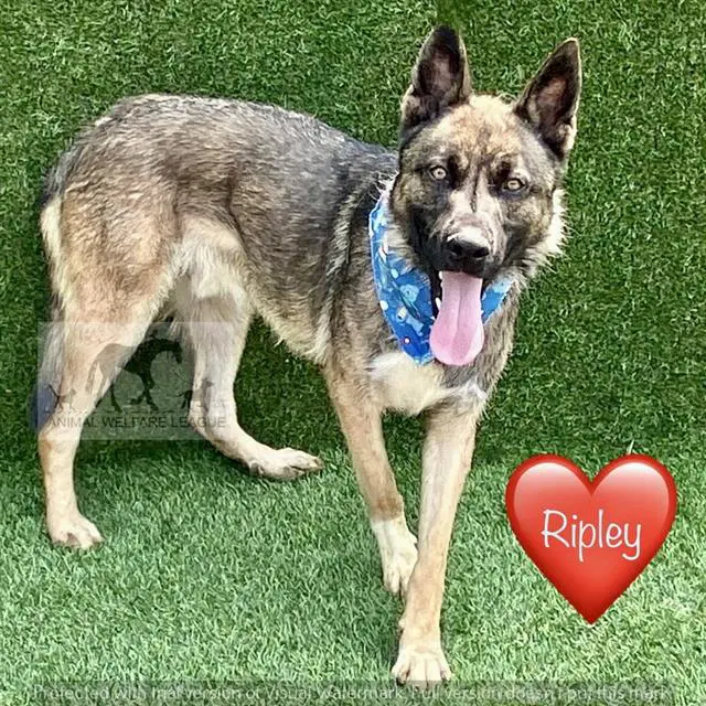 Ripley - German Shepherd Dog