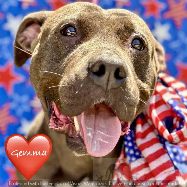 Gemma - Pit Bull Terrier