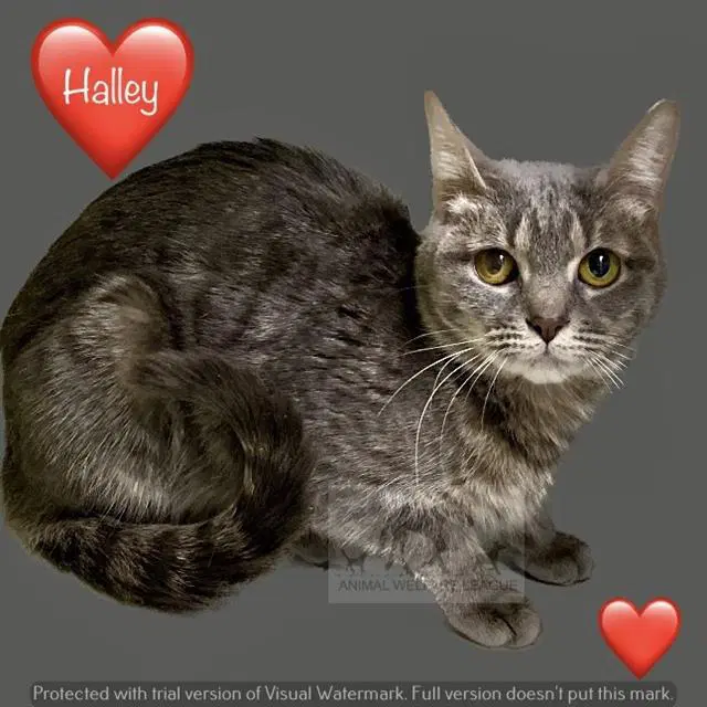 Halley - Domestic Short Hair
