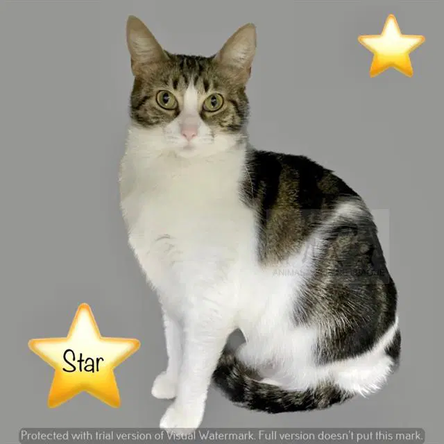 Star - Domestic Short Hair