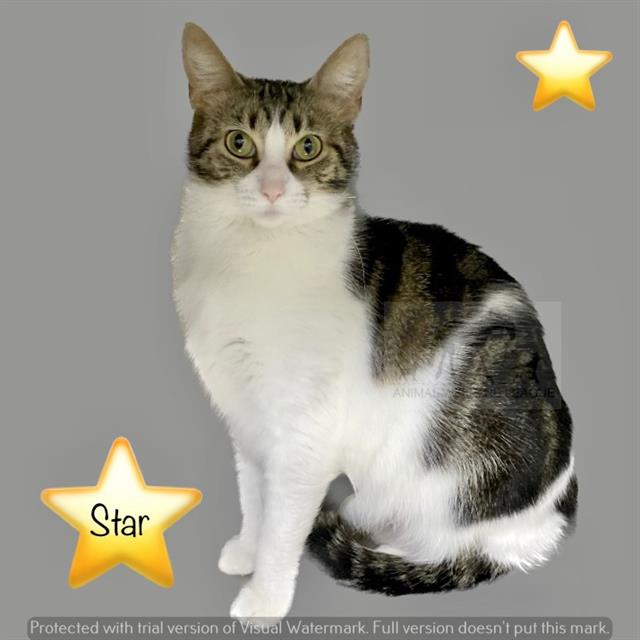 Star