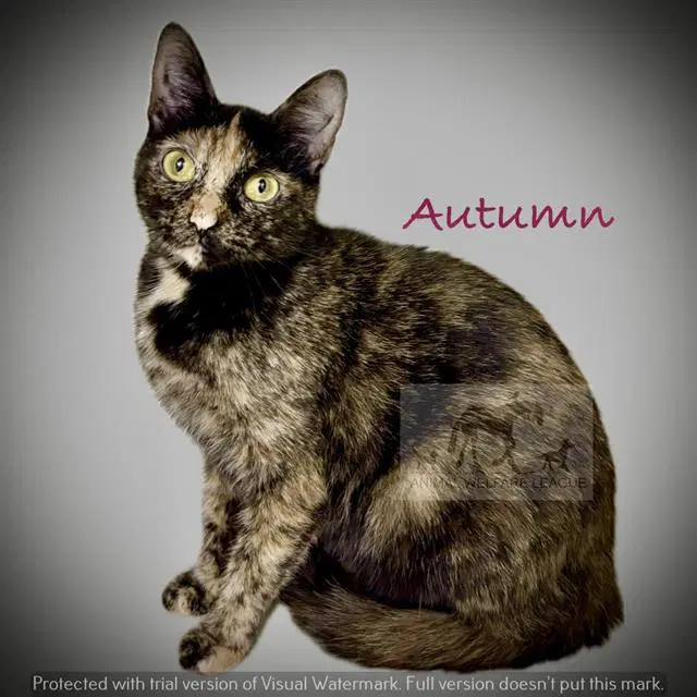 Autumn - Domestic Short Hair