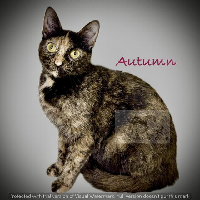Autumn