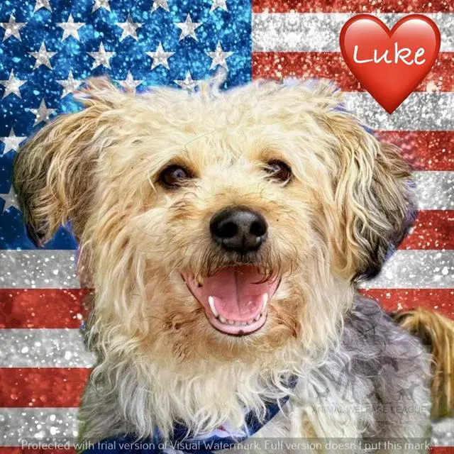 Luke - Yorkshire Terrier Yorkie