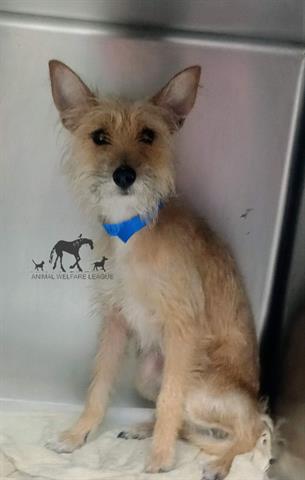 Terrier