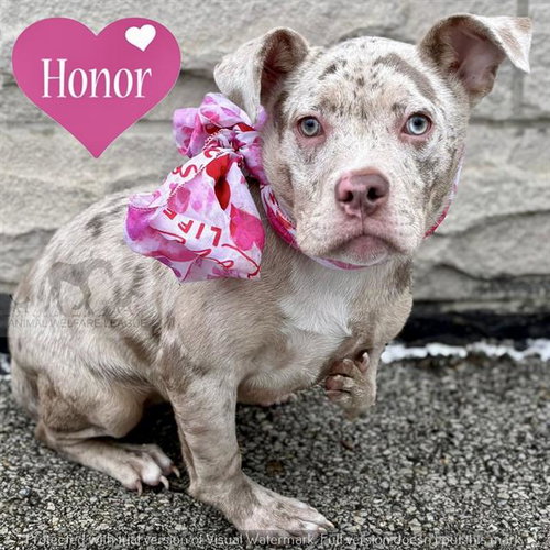HONOR, an adoptable Pit Bull Terrier in Chicago Ridge, IL