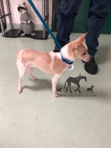 Chihuahua