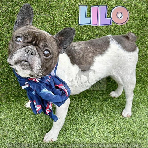 SMOOCHES, an adoptable Chihuahua in Chicago Ridge, IL