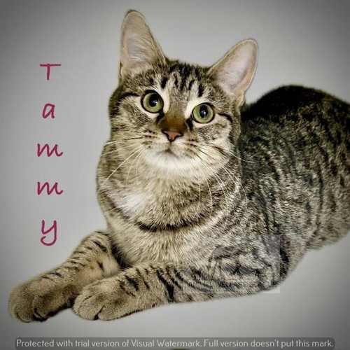 TAMMY, Adult Domestic Medium Hair (medium coat), cat for adoption in Orland Park, Illinois