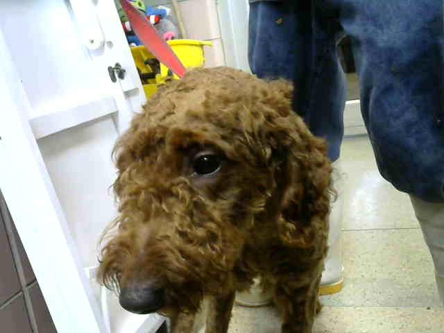 Poodle