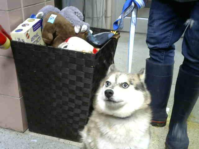 Pomeranian