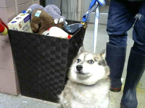 STORM, an adoptable Pomeranian in Chicago Ridge, IL