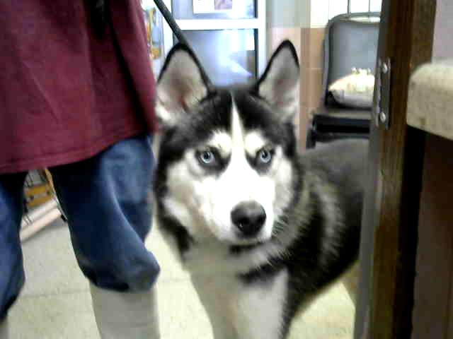 Siberian Husky
