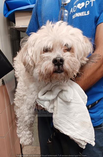 Maltese