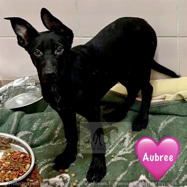 Aubree