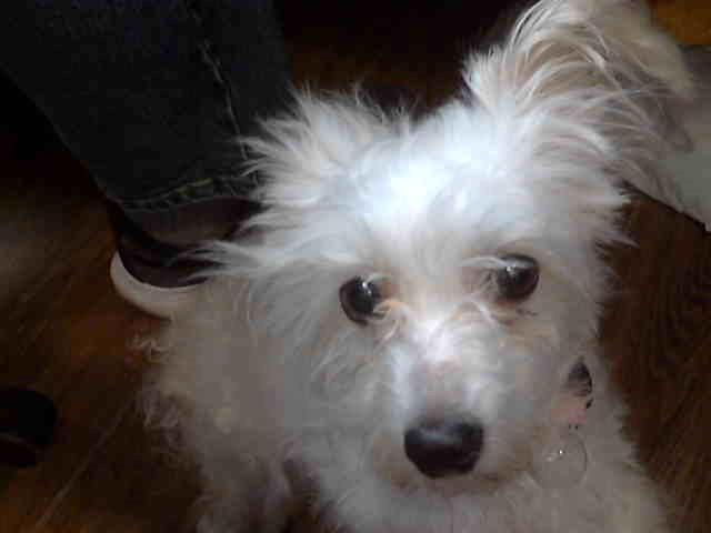 Maltese