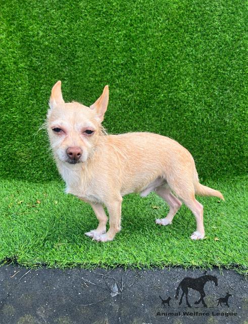 CONRAD, a dog for adoption from Animal Welfare League of Illinois - Chicago Ridge