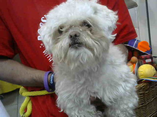 LEXINGTON, an adoptable Shih Tzu in Chicago Ridge, IL