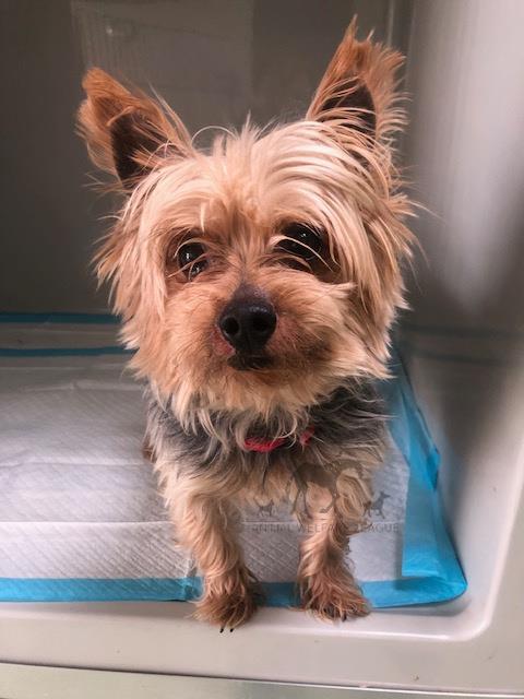 CHARLIE, an adoptable Yorkshire Terrier Yorkie in Chicago Ridge, IL