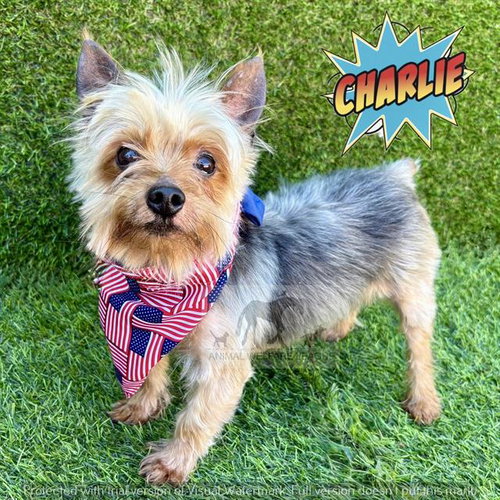 CHARLIE, an adoptable Yorkshire Terrier Yorkie in Chicago Ridge, IL