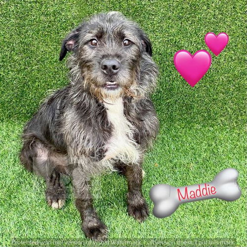 MADDIE, an adoptable Irish Wolfhound in Chicago Ridge, IL