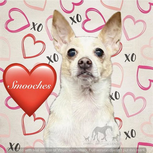 LILO, an adoptable French Bulldog in Chicago Ridge, IL