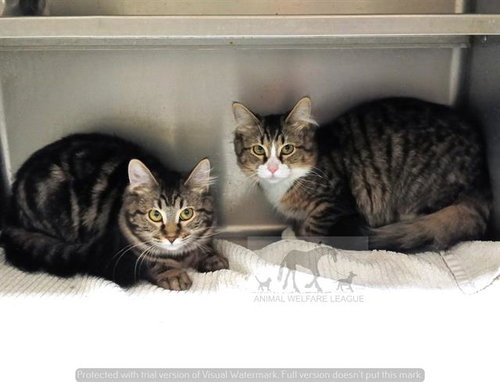 PITA, an adoptable Domestic Medium Hair in Chicago Ridge, IL