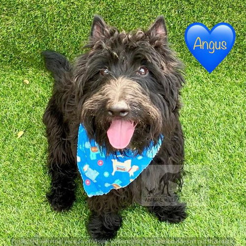 ANGUS, an adoptable Scottish Terrier Scottie in Chicago Ridge, IL