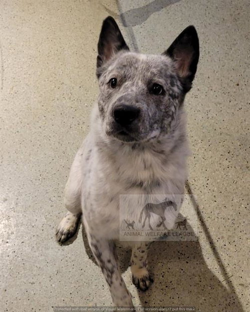 GERONIMO, an adoptable Australian Cattle Dog in Chicago Ridge, IL