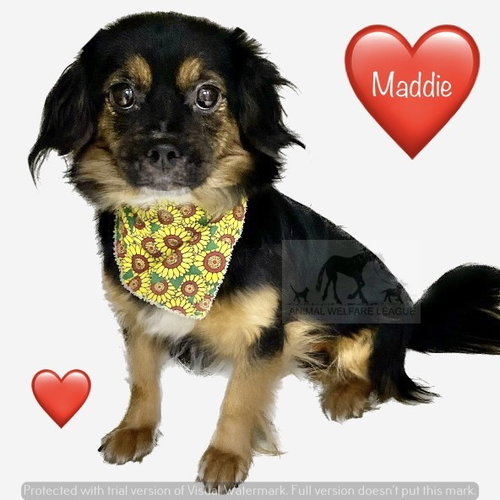 MADDIE, an adoptable Cavalier King Charles Spaniel in Chicago Ridge, IL