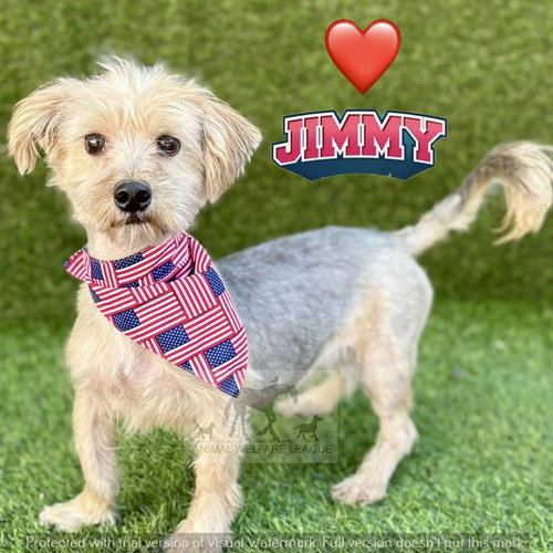 JIMMY, an adoptable Yorkshire Terrier Yorkie in Chicago Ridge, IL