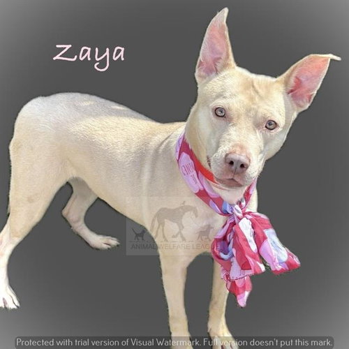 ZAYA, an adoptable German Shepherd Dog in Chicago Ridge, IL
