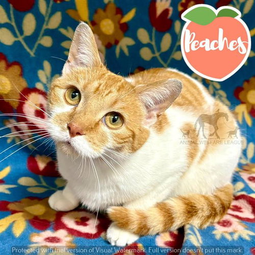 PEACHES, an adoptable Domestic Short Hair in Chicago Ridge, IL