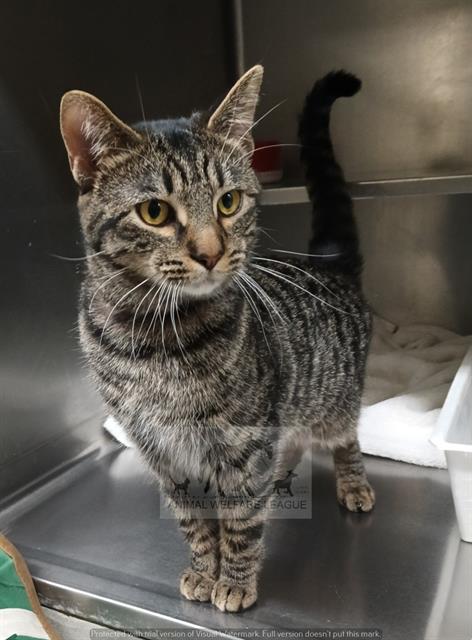 NICO, Young Domestic Short Hair (medium coat), cat for adoption in Orland Park, Illinois