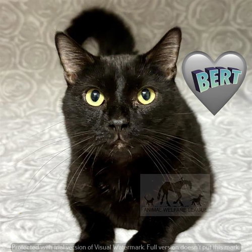 BERT, Adult Domestic Short Hair (medium coat), cat for adoption in Orland Park, Illinois