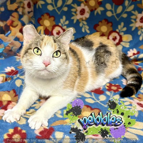 PEBBLES, an adoptable Domestic Short Hair in Chicago Ridge, IL