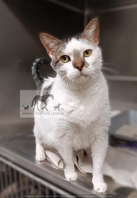 COOKIE, Senior Domestic Short Hair (medium coat), cat for adoption in Orland Park, Illinois