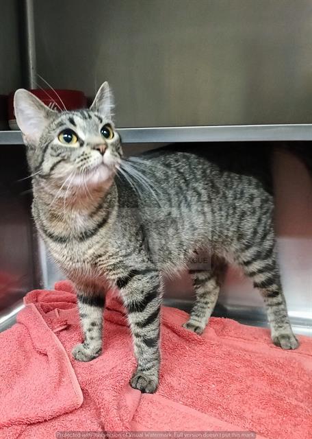 DIVA, Adult Domestic Short Hair (medium coat), cat for adoption in Orland Park, Illinois