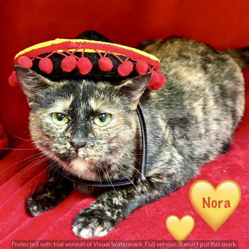 NORA, Adult Domestic Short Hair (medium coat), cat for adoption in Orland Park, Illinois