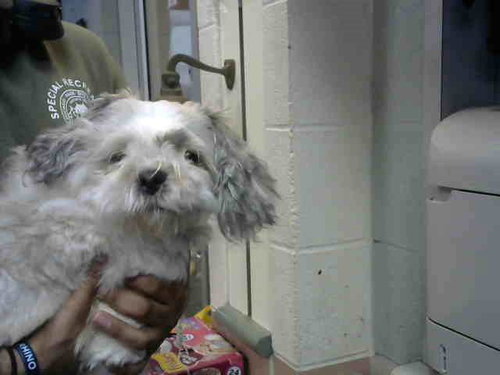 BRUNO, an adoptable Shih Tzu in Chicago Ridge, IL