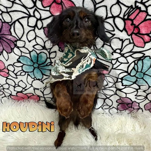 HOUDINI