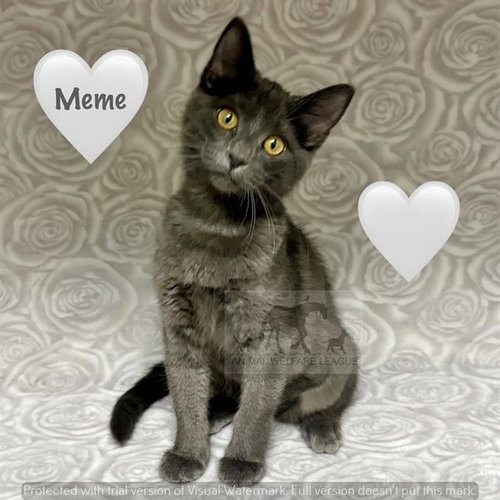 MEME, an adoptable Domestic Short Hair in Chicago Ridge, IL
