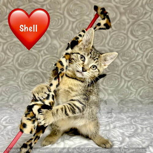 SHELL, an adoptable Domestic Short Hair in Chicago Ridge, IL