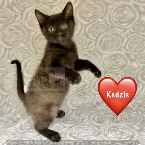 KEDZIE, an adoptable Domestic Short Hair in Chicago Ridge, IL