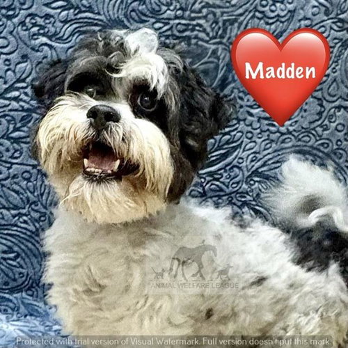 MADDEN