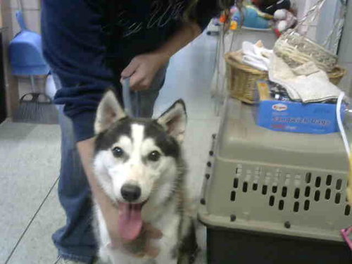 NANOOK, an adoptable Siberian Husky in Chicago Ridge, IL